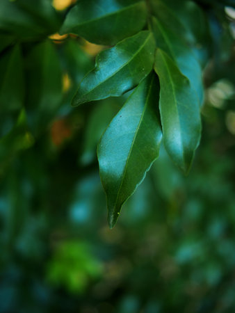 Green leaves on blurred background. Shallow depth of field. Selective focus.