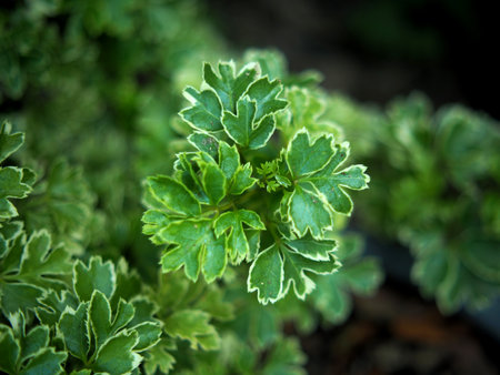Parsley plant in the garden, closeup of green leavesの写真素材