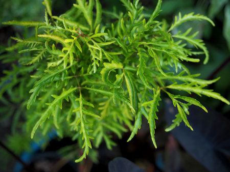 Close up of green leaves in the garden. Selective focus.の写真素材