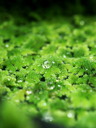 Mosquito fern or red water fern in macro with rain drop on themの写真素材
