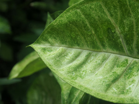 yellow variegated syngoniume in green garden house decorationの写真素材