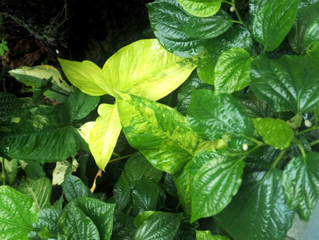 yellow variegated syngoniume in green garden house decorationの写真素材