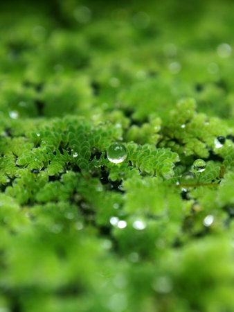 Mosquito fern or red water fern in macro with rain drop on themの写真素材