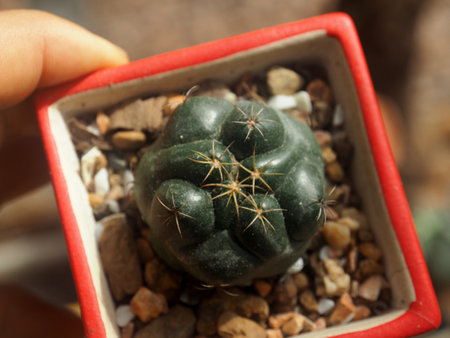 cactus in small pot decorate home garden and hobbyの写真素材