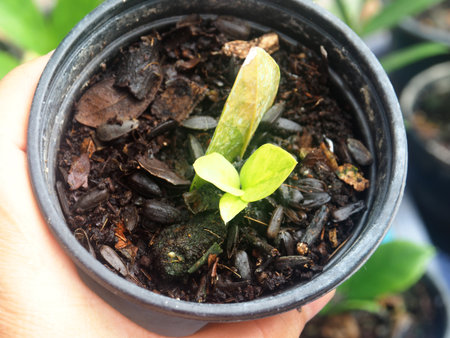 Small seedling in a pot in the hands of a man.の写真素材