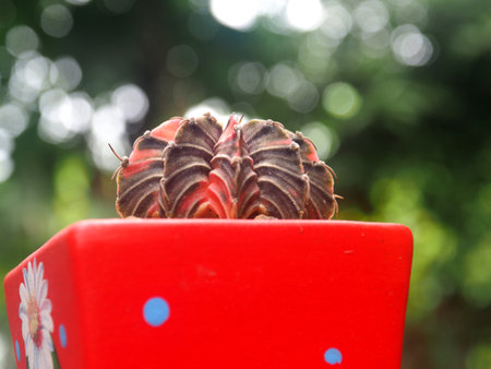 Close up cactus in red pot with bokeh background.の写真素材
