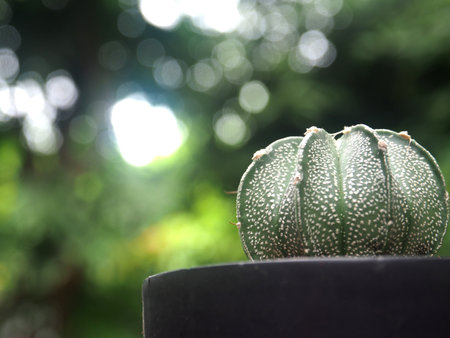 Cactus in the pot with bokeh background, stock photoの写真素材