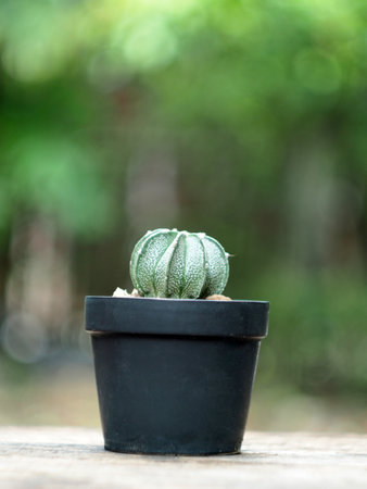Cactus in pot on wooden table with bokeh background.の写真素材