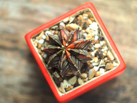 Cactus in pot on wooden background. Top view with copy space.の写真素材