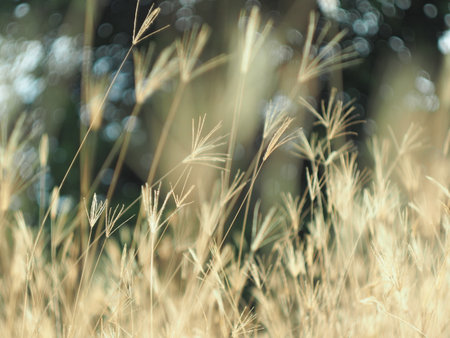 Grass flower with bokeh background,vintage tone.の写真素材