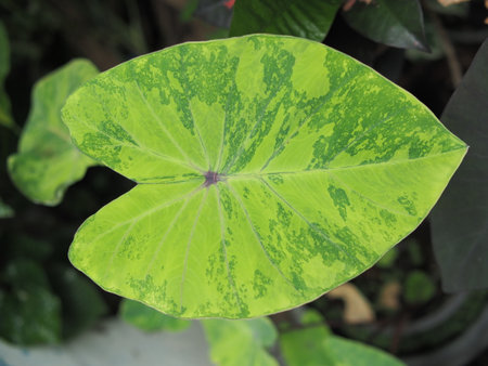 Caladium, Colocasia esculenta, Caladium bicolorの写真素材