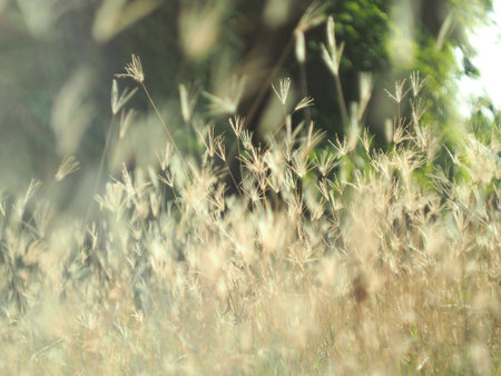 Grass field with sunlight in the morning, soft focus, vintage toneの写真素材