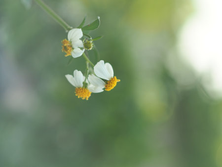 white flower in the garden, soft focus and blur background with bokehの写真素材