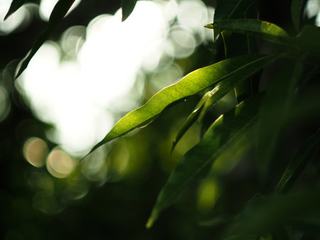 Bamboo leaves in the morning light. Bokeh background.