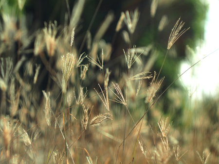 Grass flower in the morning light. Abstract nature background. Soft focus.の写真素材