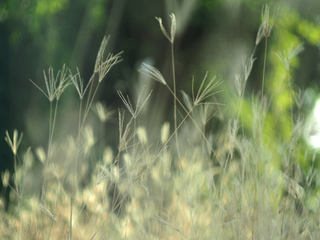 grass in the field with soft focus and shallow depth of field.の写真素材