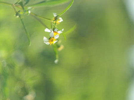 Little white flower with green blurred background, soft focus, shallow DOF.の写真素材