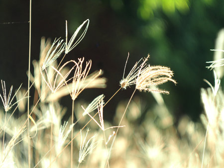 Grass flower in the garden with sunlight background, soft focus.の写真素材