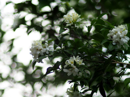 White flowers of jasmine on a branch on a blurred backgroundの写真素材