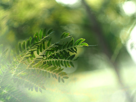 green leaves on blurred nature background, soft focus and bokehの写真素材