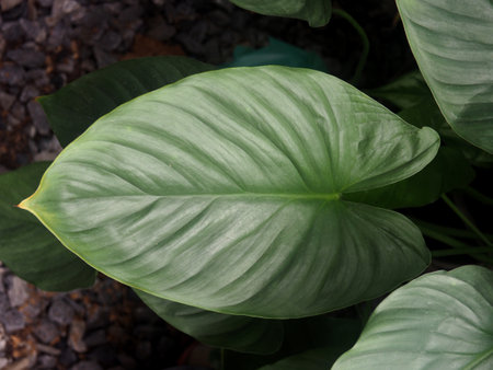 Caladium is a genus of flowering plants in the family Araceae.の写真素材