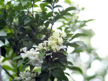 White flowers of jasmine on a tree in the garden.