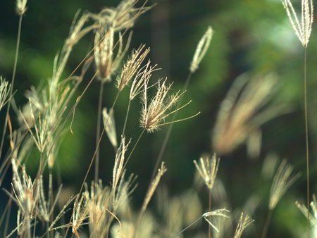 Grass flower in sunlight with shallow depth of field. Nature backgroundの写真素材