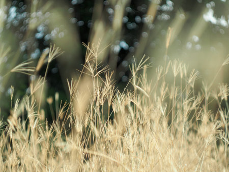 Grass in the meadow with blurred background, vintage tone.の写真素材