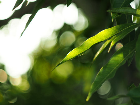 Green leaves on blurred background, shallow depth of field, selective focusの写真素材