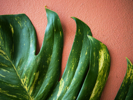 Green leaves of Monstera on a pink wall. Tropical background.