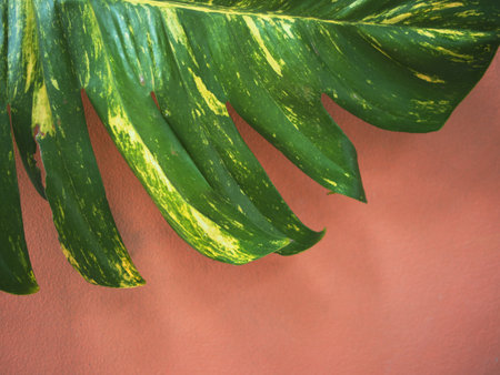 Green leaf on red wall background. Close up of tropical plant.