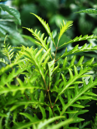 Green fern leaves in the garden. Selective focus. Nature.