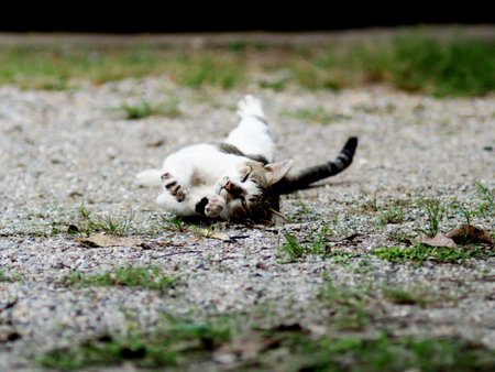 Cute cat sleeping on the ground in the garden. Selective focus.の写真素材