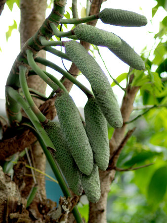 Close up of green fruits on a tree in the garden, stock photo