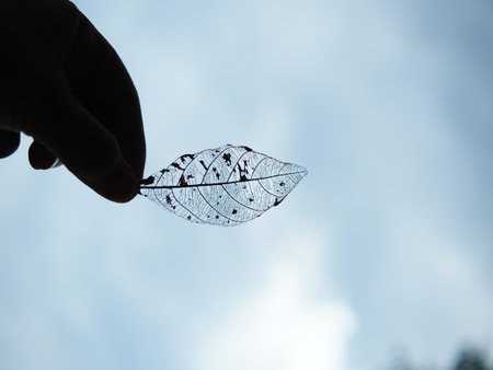 Human hand holding a leaf on blue sky background with copy space.の写真素材