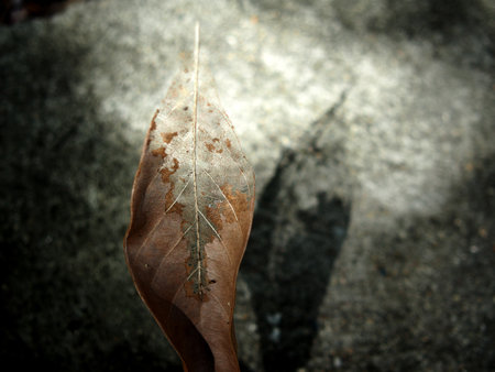 Dry leaf on the ground with shadow. Selective focus.
