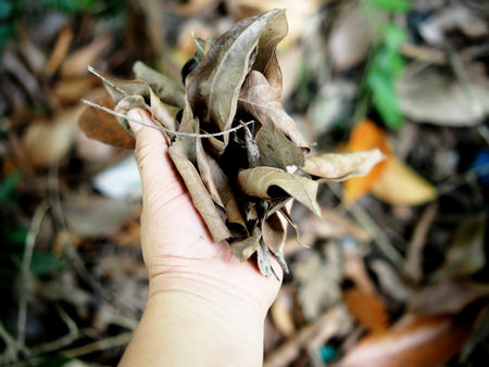 Dry leaves in hand on blurred background of dry leaves. Selective focus.