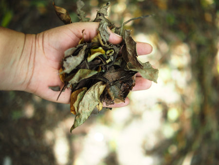 Dry leaves in the hand on a blurred background of nature.の写真素材