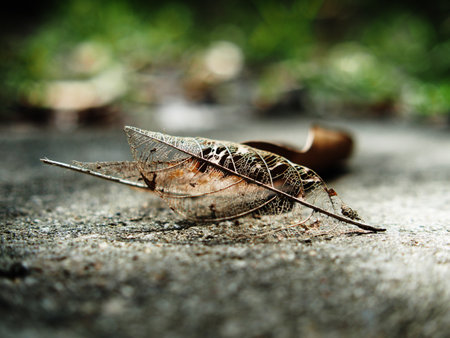 Dried leaves on the ground in the park. Shallow depth of fieldの写真素材