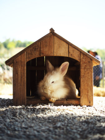 Rabbit in a wooden doghouse at a farm in the countrysideの写真素材