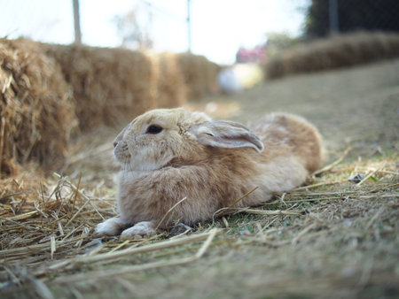 Rabbit on the farm, close-up, selective focus.の写真素材