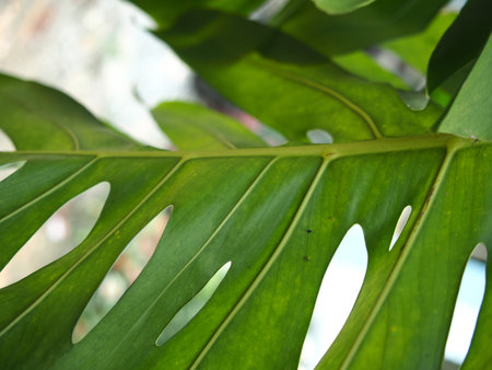 Tropical leaf of Monstera philodendron plant in garden