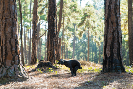 Dog prepare to poop in the pine park areaの写真素材