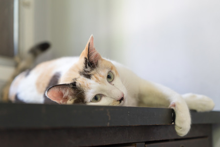 White cat sleeping on the table and looking to somethingの写真素材
