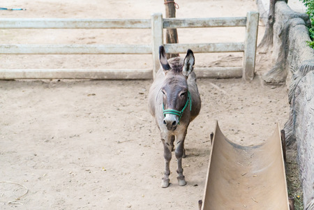 Donkey in the stableの写真素材