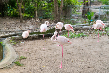 Flock of pink flamingoの写真素材