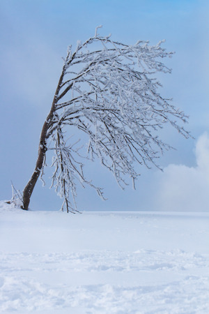 tree with snow in winterの写真素材