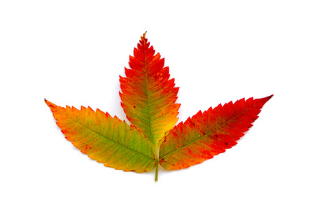 autumn leaf isolated white backgroundの写真素材