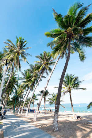 Tropical Palm Trees on Beach Promenade in Nha Trang Vietnam, Bright Sunny Day, Wide Angle View with Blue Sky and Coastal Scenery, Summer Vacation Vibe Nha Trang 20.12.2025 Vietnamのeditorial素材
