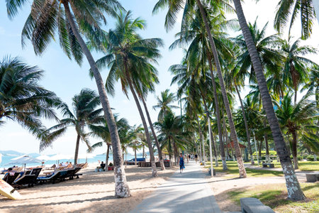 Tropical Beach Resort Walkway with Lush Palm Trees and Sunloungers, Bright Sunny Day, Wide Angle View, Cinematic Natural Lighting, Travel Destination Nha Trang 20.12.2025 Vietnamのeditorial素材